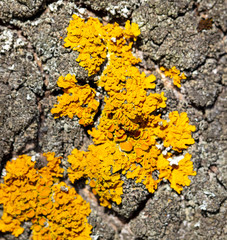 Yellow moss on a tree bark as a background.