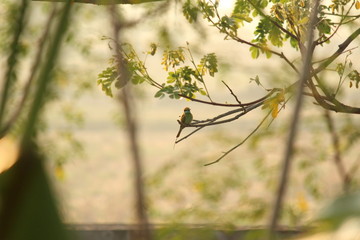 Rainbow Bee-eater sitting on the tree branch in the morning with sunlight