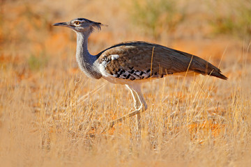 Kori bustard, Ardeotis kori, largest flying bird native to Africa. Bird in the grass, evening light, Kgalagadi desert, Botswana. Wildlife scene from African nature. Red seand.