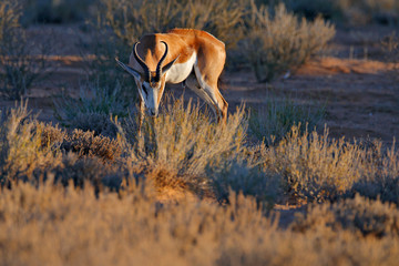 Springbok antelope, Antidorcas marsupialis, in the African dry habitat, Kgaladadi, Botswana. Mammal from Africa. Sunrise, springbok in evening back light. Sunset on safari in Namibia.