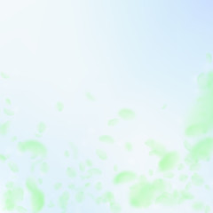 Fototapeta premium Green flower petals falling down. Delightful roman