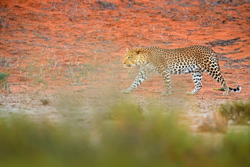Leopard, Panthera pardus, walking in the red orange sand. Africa leopard in Kgalagadi desert in Botswana. Art wildlife nature, cat in wilderness. Wild spotted cat in the wild.