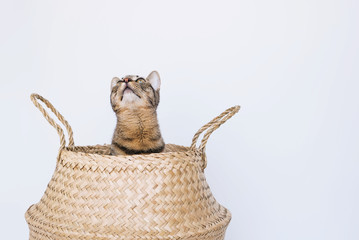 European shorthair cat sitting in wicker basket against white background.