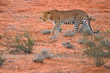 Obraz premium Leopard, Panthera pardus, walking in the red orange sand. Africa leopard in Kgalagadi desert in Botswana. Art wildlife nature, cat in wilderness. Wild spotted cat in the wild. African safari.