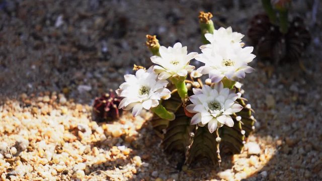 Blooming flowers and unripe seed pods of Gymnocalycium mihanovichii LB2178 Agua Dulce hybrid cactus, endamic species cactus in Paraguay.