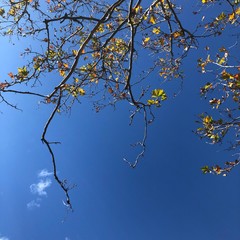 tree branches against blue sky