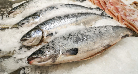 Chilled trout fish in ice in the market.