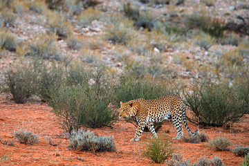 Obraz premium Leopard, Panthera pardus, walking in the red orange sand. Africa leopard in Kgalagadi desert in Botswana. Art wildlife nature, cat in wilderness. Wild spotted cat in the wild. African safari.
