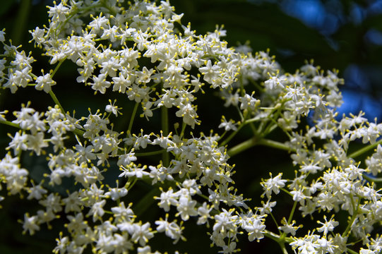 Holunderbl&uuml;te in der grossaufnahme makro