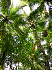 Large green branches on coconut trees in the park.
