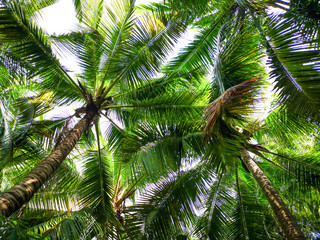 Large green branches on coconut trees in the park.