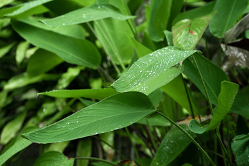 Obraz premium Raindrops on a green leaf. Natural hydration of plants.