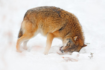 Wolf in snowy rock mountain, Europe. Winter wildlife scene from nature. Gray wolf, Canis lupus with rock in the background. Cold snow season in nature, Germany wildlife.