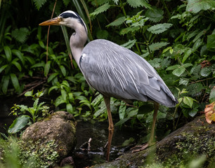 Heron 2 