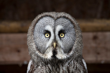 Owl close up