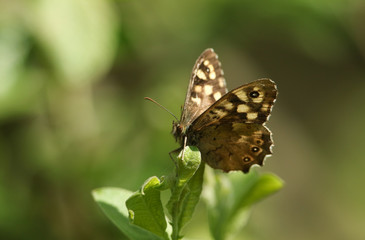 A pretty Speckled Wood Butterfly, Pararge aegeria, perching on a leaf at the edge of woodland in spring.