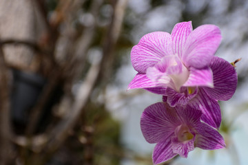 Flower purple orchid nature background portrait