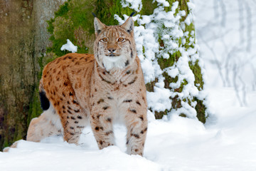 Naklejka premium Snowy forest with beautiful animal wild lynx, Germany. Eurasian Lynx walking, wild cat in the forest with snow. Wildlife scene from winter nature. Cute big cat in habitat, cold condition.
