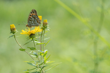 ノゲシの蜜を吸うヒョウモンチョウ