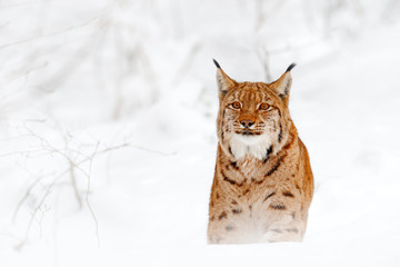 Lynx walking, wild cat in the forest with snow. Wildlife scene from winter nature. Cute big cat in habitat, cold condition.  Snowy forest with beautiful animal wild lynx, Germany.