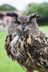 Large owl 1