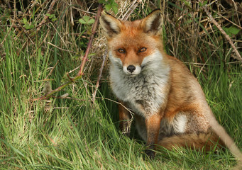 Naklejka na ściany i meble A magnificent wild vixen Red Fox, Vulpes vulpes, sitting in a field in spring.