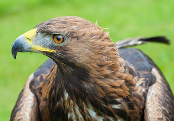 Eagle ultra close up 1