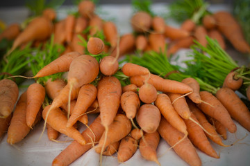 carrots on market