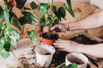 Women's hands are transplanting indoor plants into new pots