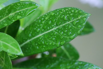 close-up of water drop on green nature leaf. a beautiful day. green natural for for therapy