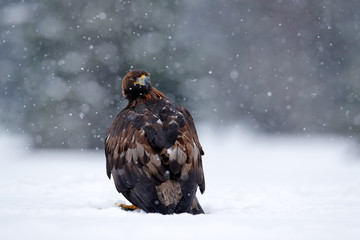 Golden eagle, snow flake fly.  Snowy winter with eagle. Bird of prey Golden Eagle starts from the snowy meadow. Wildlife scene from Norwegian nature. Big bird with open wings.