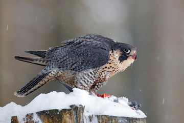 Peregrine Falcon, bird of prey sitting on the tree stump with catch during winter with snow, Germany. Falcon witch killed dove. Wildlife scene from snowy nature.