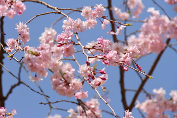 桜223