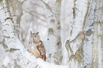 Winter scene with Big Eastern Siberian Eagle Owl, Bubo bubo sibiricus, sitting in the birch tree...