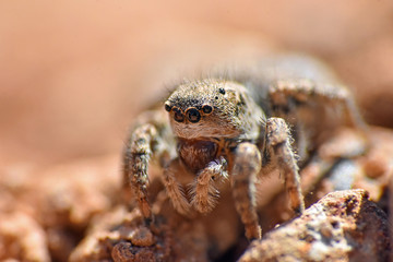 Jumping spider, Lovely big eyes jumping spider hunting on the ground