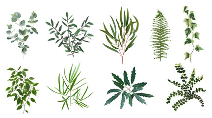 Realistic green herb plants. Nature plant leaves, greenery foliage, forest fern, eucalyptus plant, vector plants leaf isolated illustration set. Leaf natural tropical foliage, botanical greenery © WinWin