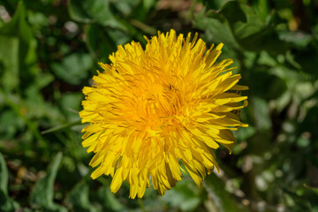Gelbe Blume / Blüte von blühendem Löwenzahn im Frühling (lat. Taraxacum sect. Ruderalia) 