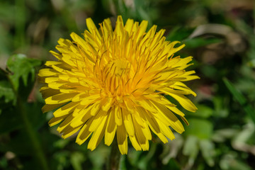 Gelb blühender Löwenzahn im Frühling (lat. Taraxacum sect. Ruderalia)  auf einer grünen Wiese