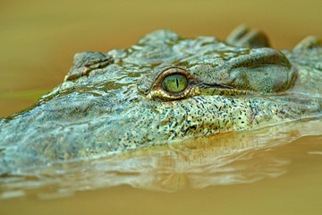 Portrait of Yacare Caiman in blue water of Cano Negro, Costa Rica. Detail eye portrait in the lake.