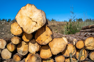 Timber stacks at Bonny Glen in County Donegal - Ireland