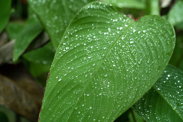 Raindrops on a green leaf. Natural hydration of plants.