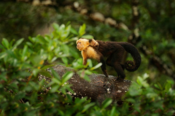 White-headed Capuchin, Cebus capucinus, black monkeys run with young back, tree branch in the dark tropical forest, animals in the nature habitat, wildlife of Costa Rica. Monkey cleaning fur coat.