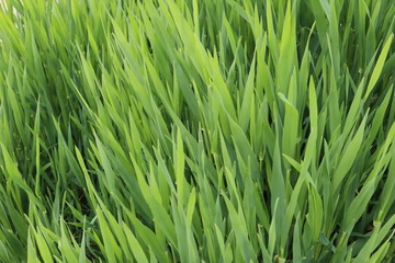 녹색의 보리 잎이 보이는 아름다운 봄풍경