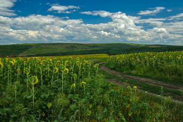 Fototapeta na wymiar Summer landscape with a field of sunflowers, a dirt road and a tree