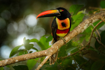 Fiery-billed Aracari, Pteroglossus frantzii, bird with big bill. Toucan sitting on the branch in...