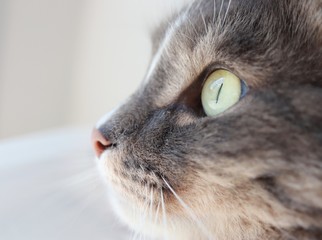 portrait of a cat in profile