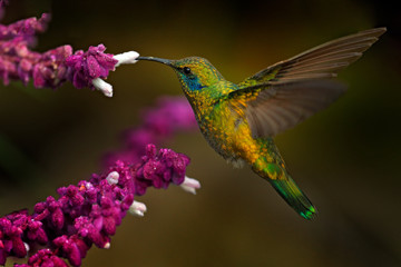 Beautiful hummingbird with blue face. Green Violet-ear, Colibri thalassinus, shiny bird from...