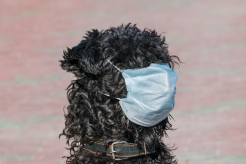 Dog breed Kerry blue Terrier in a blue medical mask close-up. Topic do animals get sick with coronavirus. Therapeutic mask for protection from flu and other viral diseases.