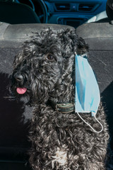 Dog breed Kerry blue Terrier in a blue medical mask close-up. Topic do animals get sick with coronavirus. Therapeutic mask for protection from flu and other viral diseases.