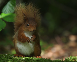squirrel in the park